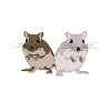 Rennmausmama mit Rennmäusen