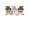 Rennmaus Rennmäuse