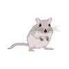 Rennmaus Rennmäuse Rennmausmama