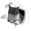 Chat mignon de Loch Cat Friend