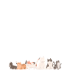 Life is better with cats
