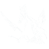 Seagulls and Seagulls