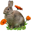 Rabbit Easter Calendula
