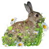 Fleurs blanches de lapin