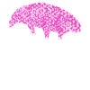 Tardigrade Bärtierchen Wasserbär