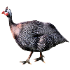 pintade