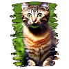 Cat Face 3