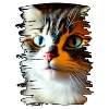 Katzengesicht