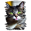 Cat face