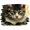 Cracy cat 6
