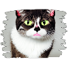 Cracy cat5