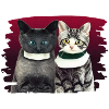 Zwei katzen
