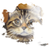 Cat face 10