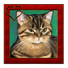 Katzenportrait 7