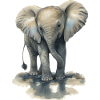 Bébé éléphant