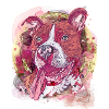 Pitbull Glitter and Gold
