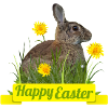 Happy Easter rabbit cony