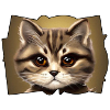 Cat portrait