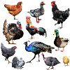 Farmyard 3