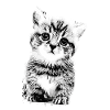 KITTY