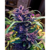 Purple Bud
