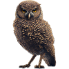 Owl IV