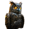 Owl III