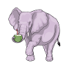 Éléphant Noix de