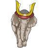 Elephant Samurai Martial Arts