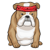 Bandana bouledogue
