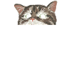 J’ai vu un chat