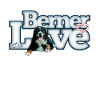 Bouvier bernois