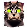 Cat face