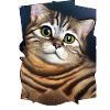 Chat mignon