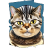 Visage de chat 10