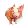 Pig drawing piglet farm