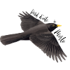 Blackbird's wing edge