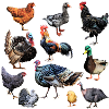 Farmyard 4