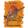 Funny robin bird