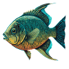 Der Fisch
