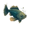 Funny Fish