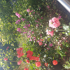 Rosengarten