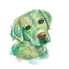 labrador