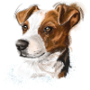 jack russel