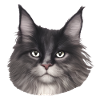 Maine Coon Cat