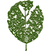 Leaf Alder / BOTANIC Nature & Tree