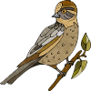 Vogel