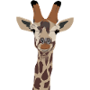 Giraffe Head Giraffe Portrait