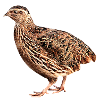 quail