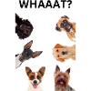Funny Dogs